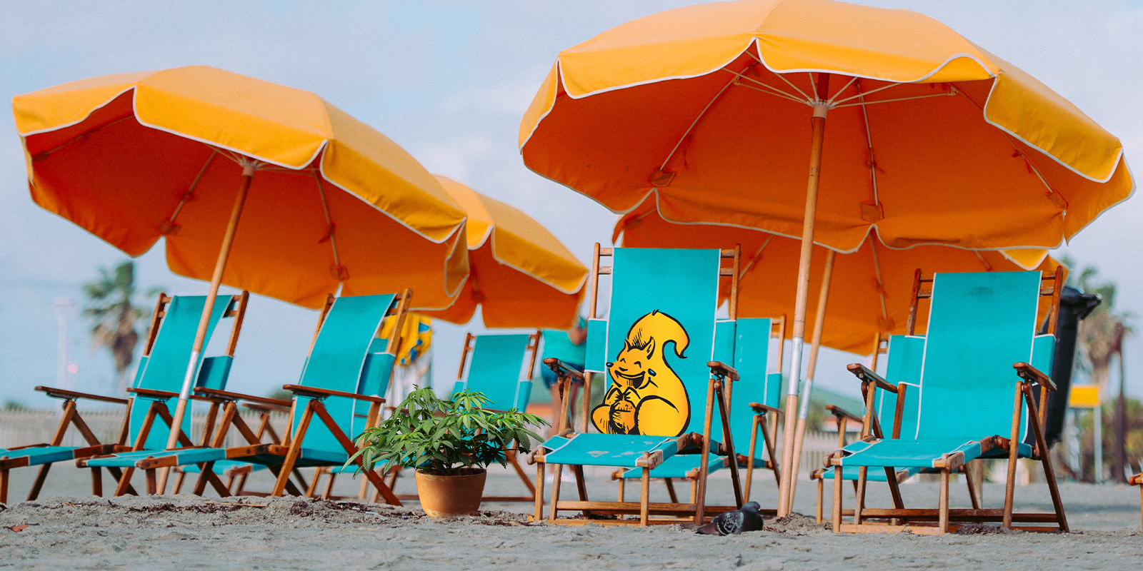 Come proteggere le piante outdoor dallo stress da calore