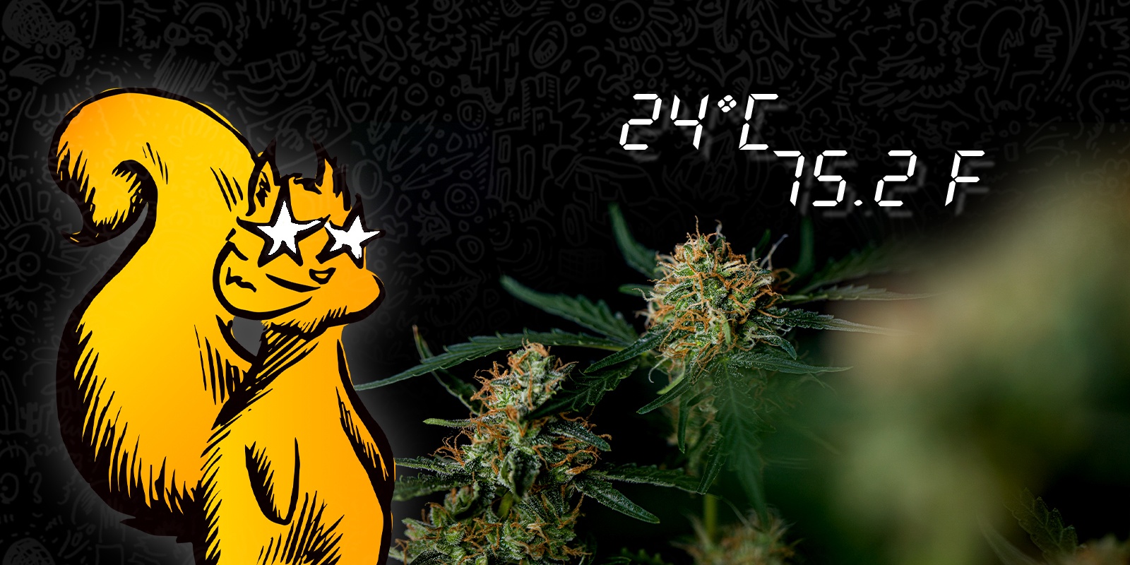 Come proteggere le piante di cannabis dallo stress termico