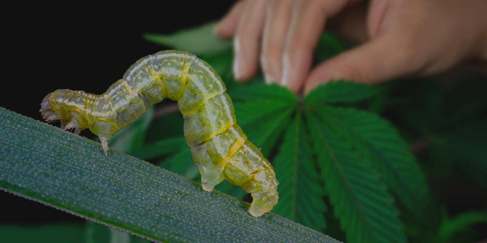 Parassiti della marijuana: come individuarli e combatterli