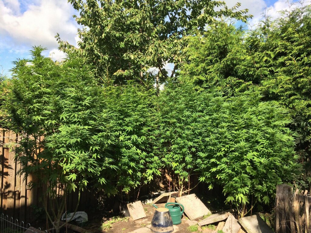 og kush exterior
