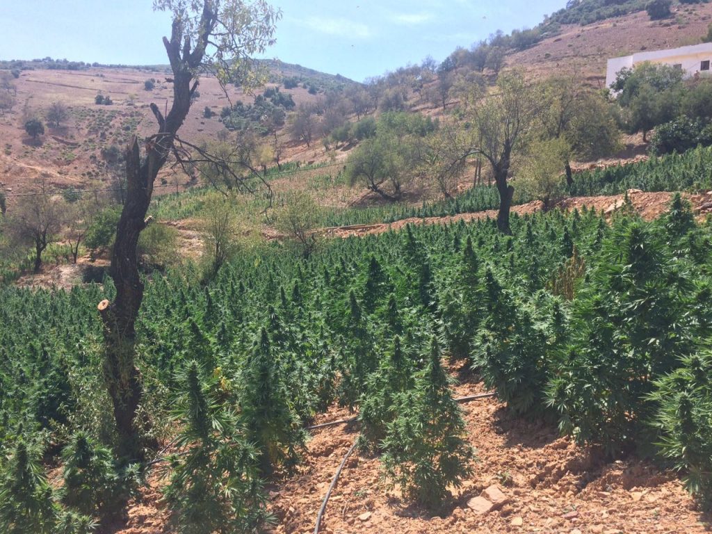 campo marruecos plantas