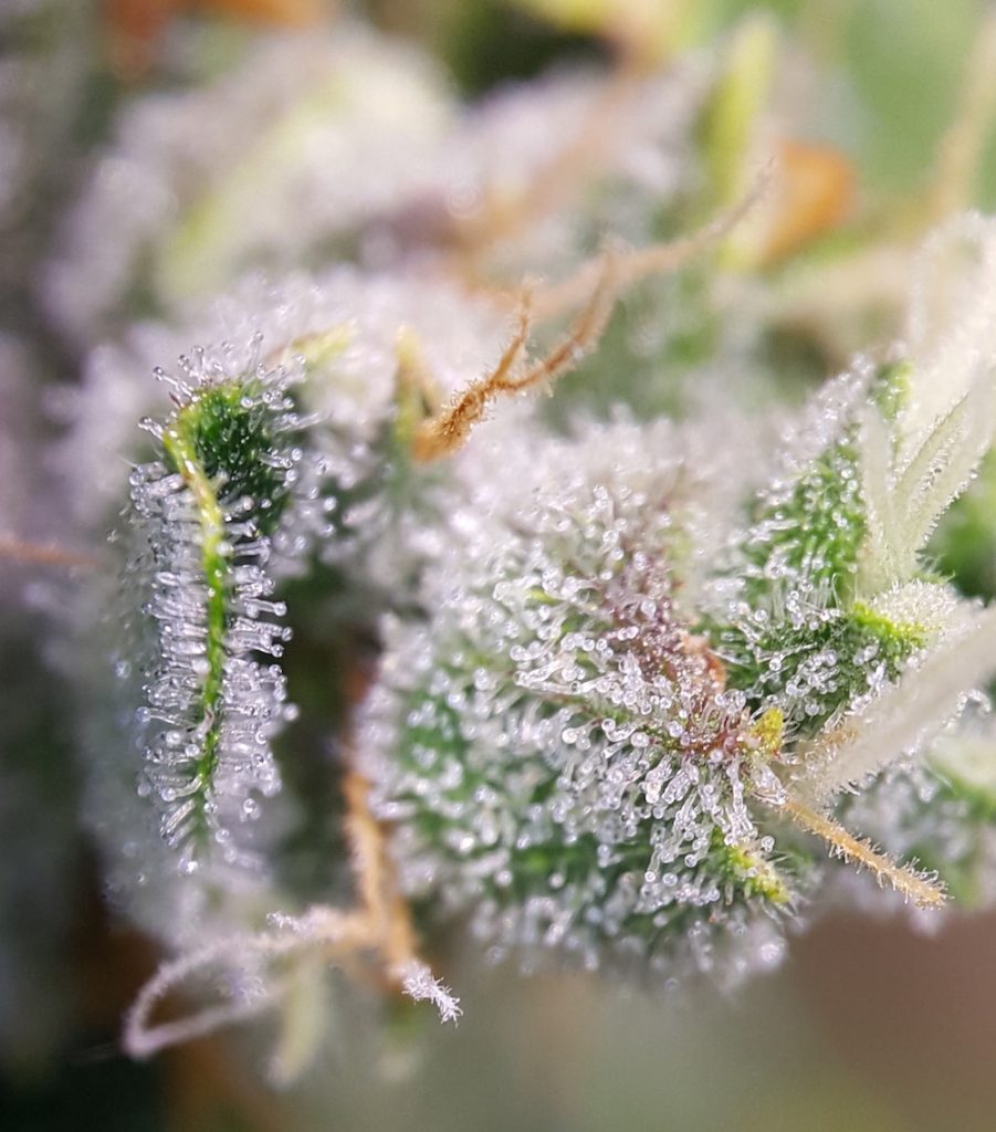 OG Kush Feminizada OG Kush Feminizada