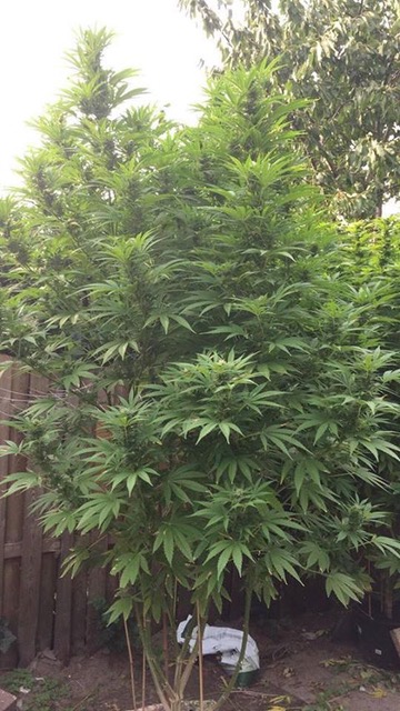semillas floracion rapida exterior