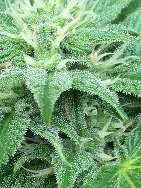 og kush feminizada exterior