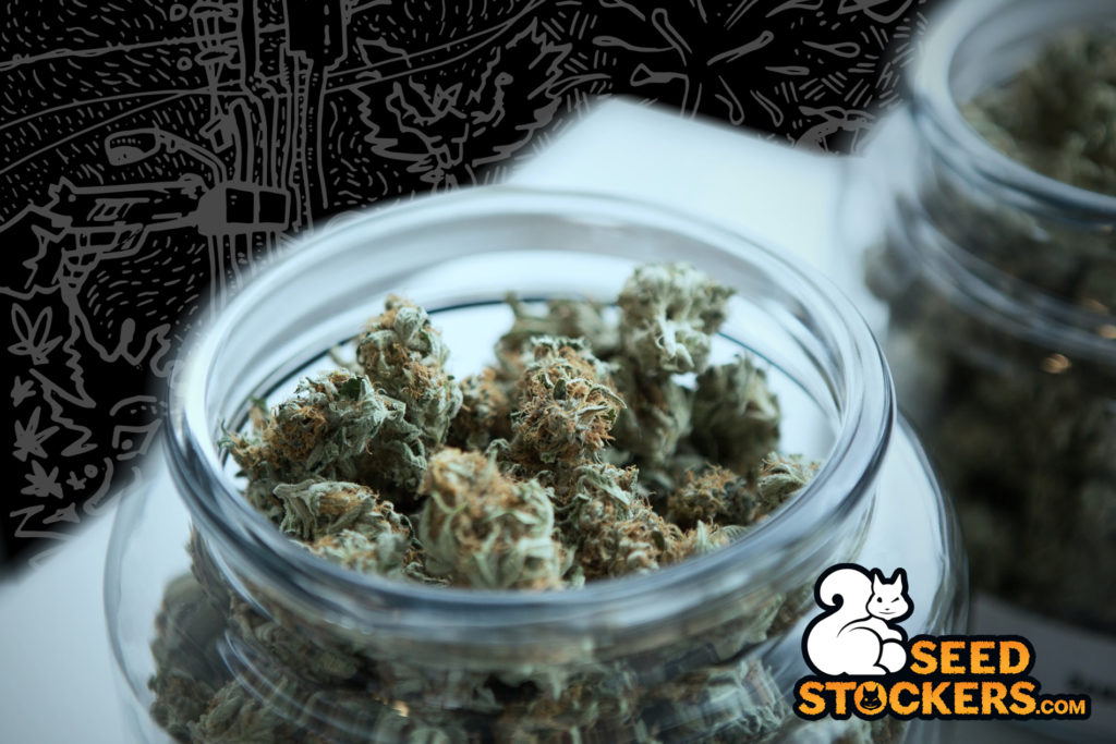 cogollos de cannabis cogollos de cannabis