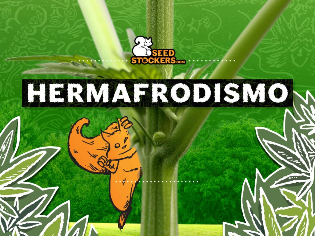marihuana hermafrodita marihuana hermafrodita