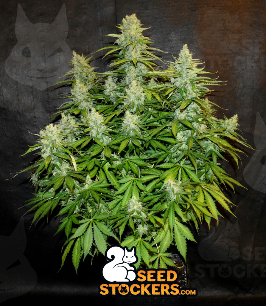 diferencia sativa e índica efectos