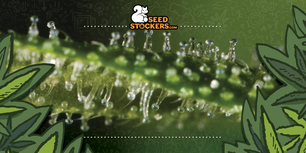 que son los tricomas en la marihuana