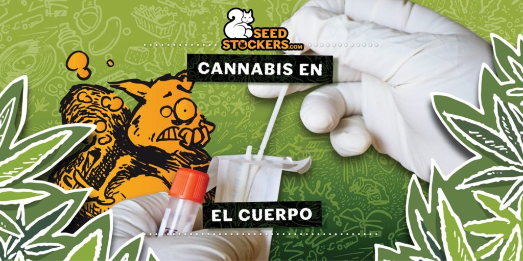 cannabis en el cuerpo cannabis en el cuerpo