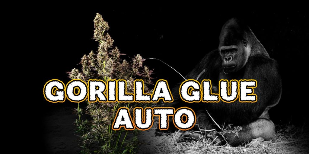 gorilla glue auto