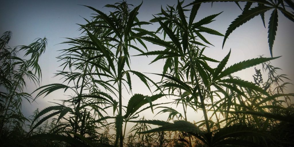 cannabis