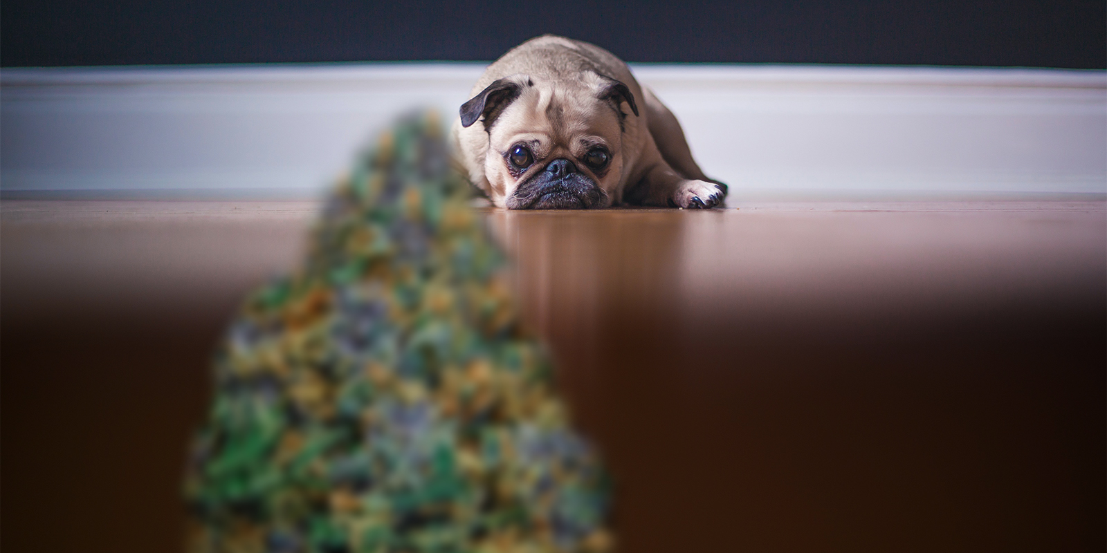 Come proteggere dagli animali le piante di cannabis outdoor