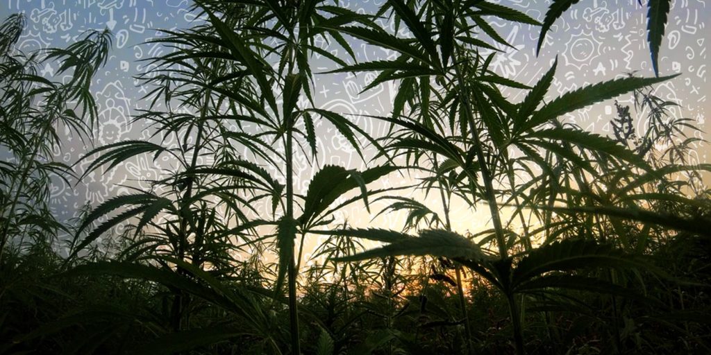 plants de cannabis