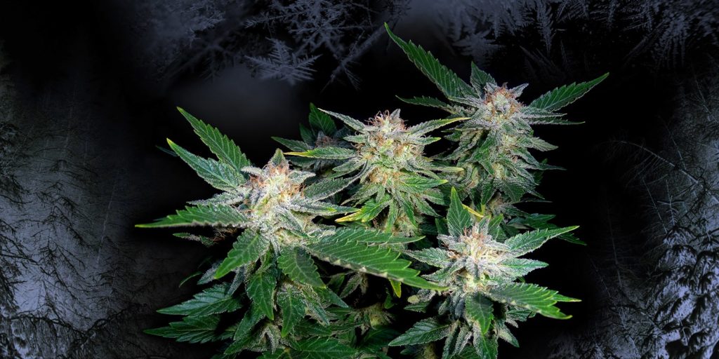 white weed white weed