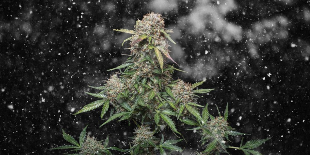 white widow floraison white widow floraison