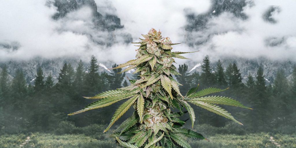 gorilla glue