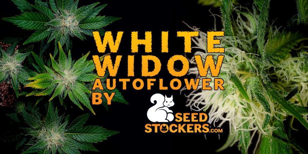 white widow auto white widow auto