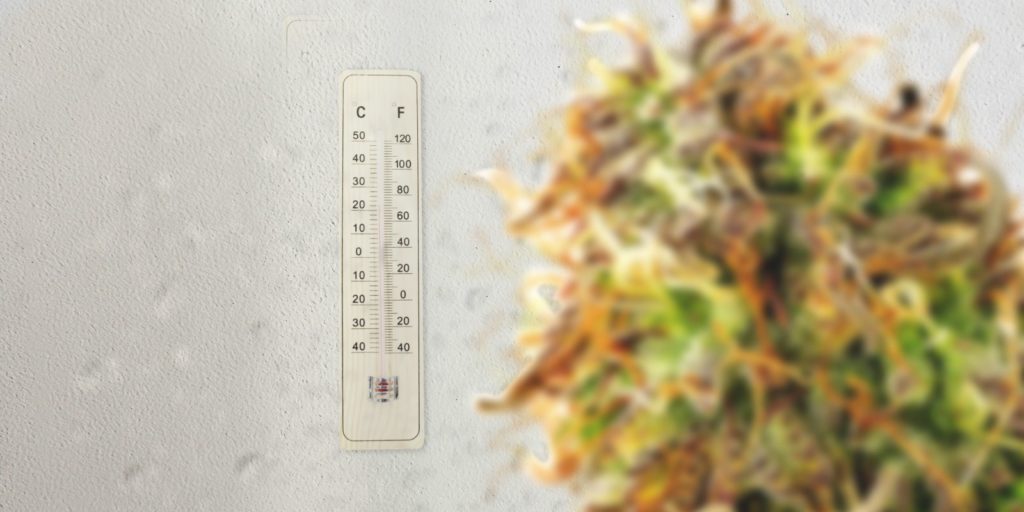 cultiver cannabis en interieur cultiver cannabis en interieur