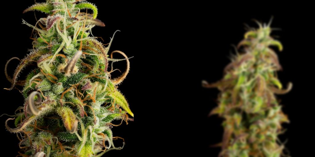blackberry gum auto