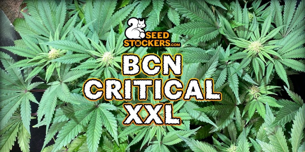bcn critical xxl