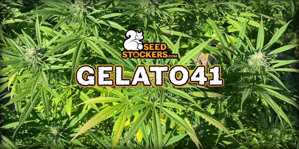 Gelato 41