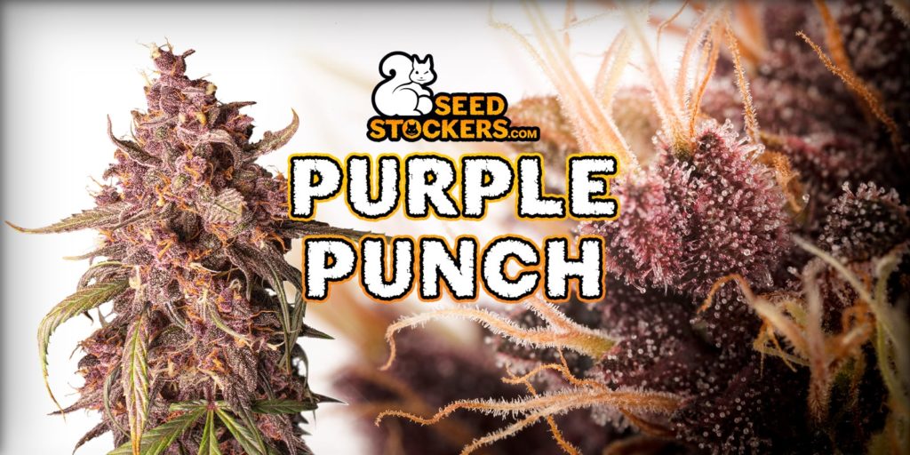 purple punch