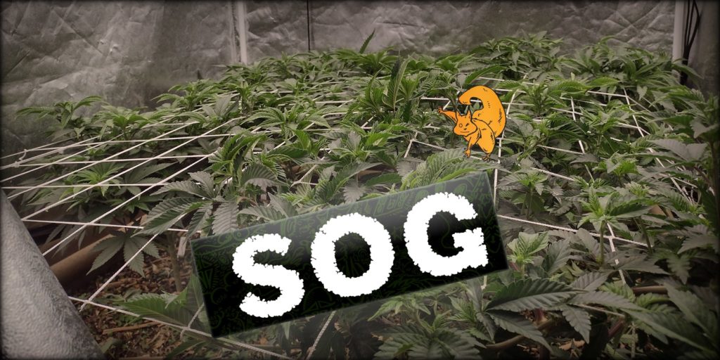Sea of Green (SOG) Sea of Green (SOG)
