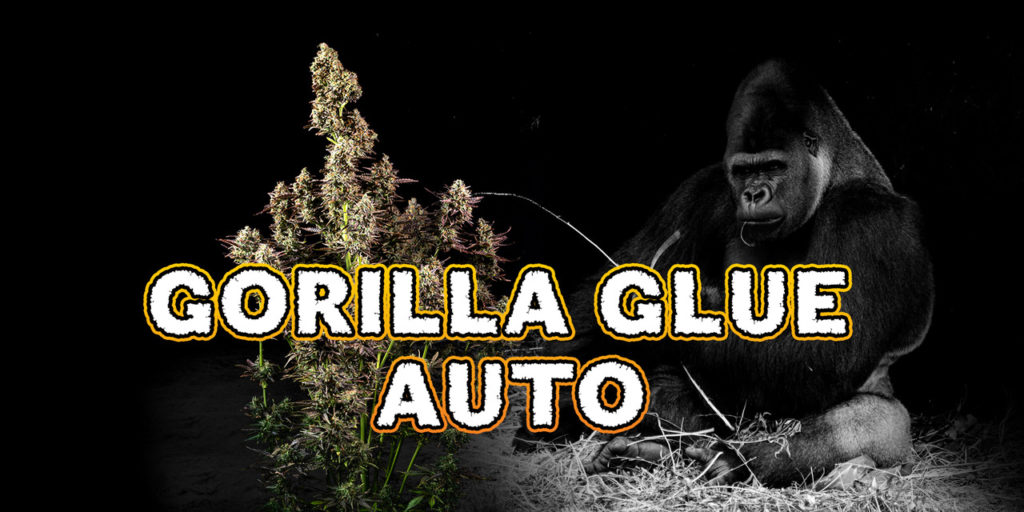 gorilla glue auto