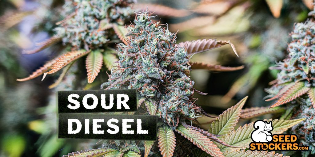 Sour Diesel
