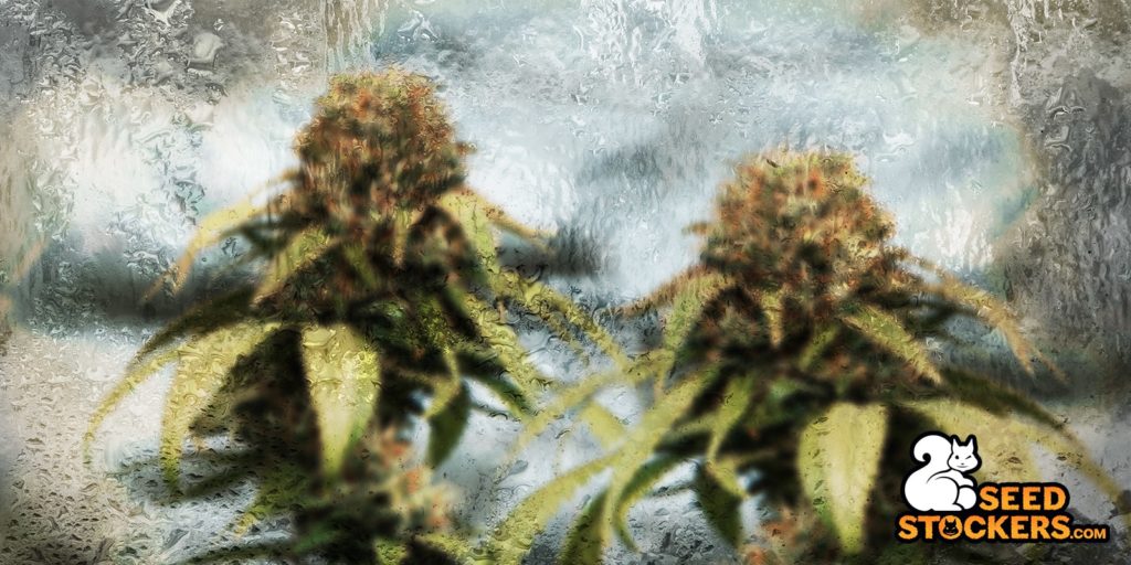 Chaleur et faible humidité