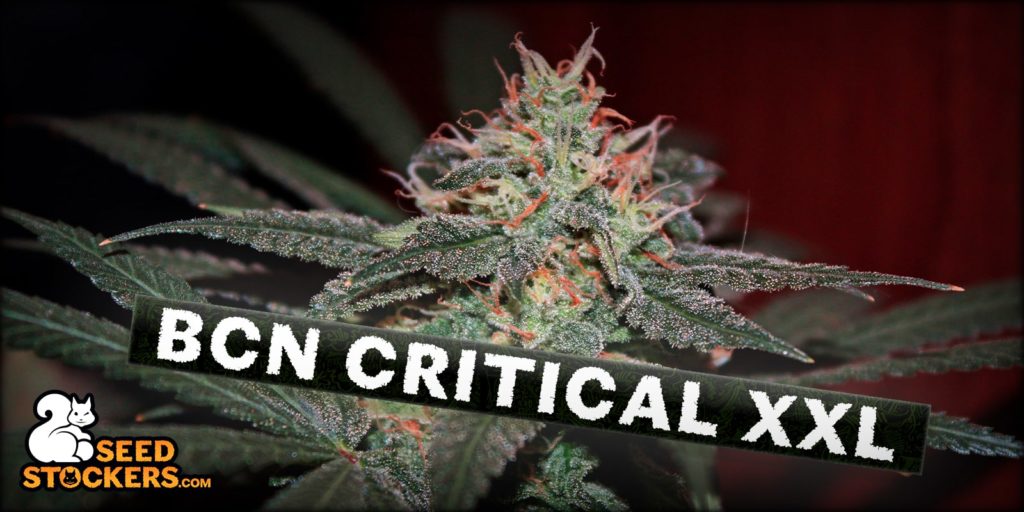 bcn critical xxl