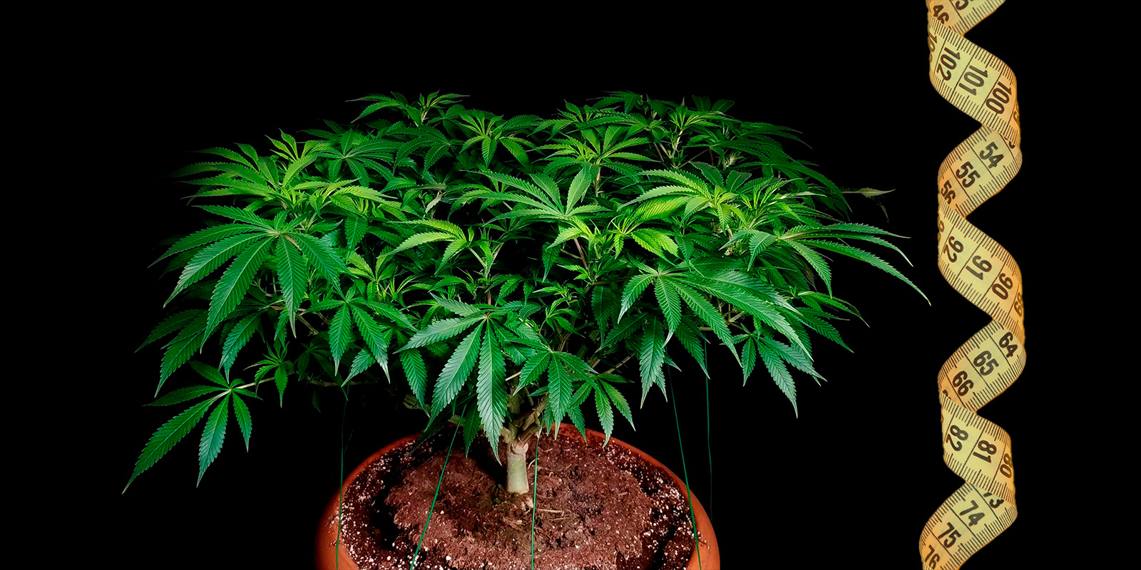 La technique du Low Stress Training (LST) sur le cannabis pour maximiser les rendements