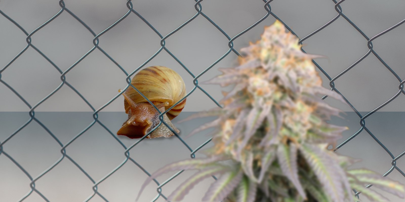 Les avantages des plantes d’accompagnement pour le cannabis