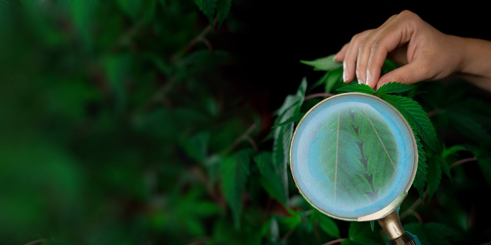 Excès de nutriments pour les plantes de cannabis
