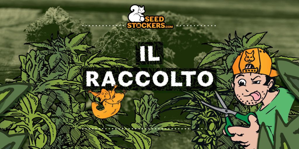 Quando Raccogliere La Cannabis quando raccogliere la cannabis