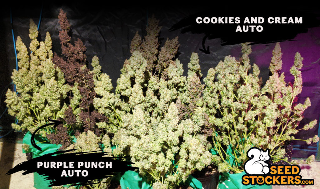 quando raccogliere la marijuana quando raccogliere la marijuana