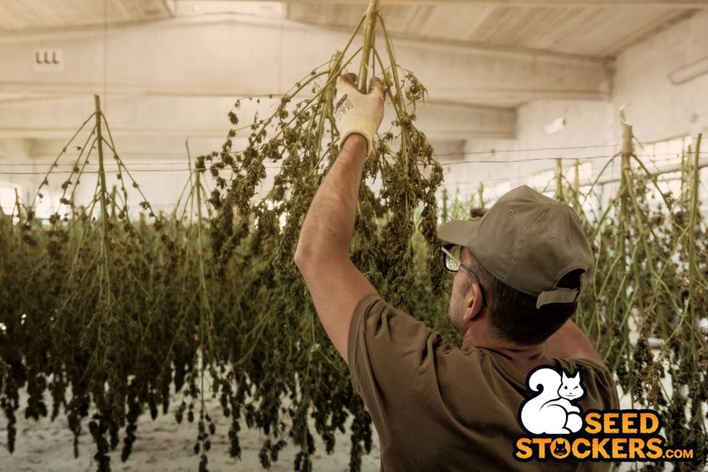quando raccogliere cannabis quando raccogliere cannabis