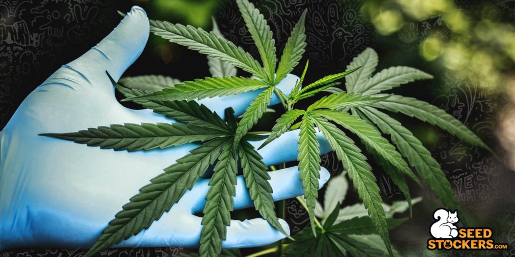 concia cannabis