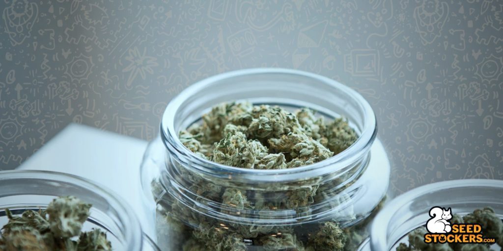 essiccazione rapida cannabis