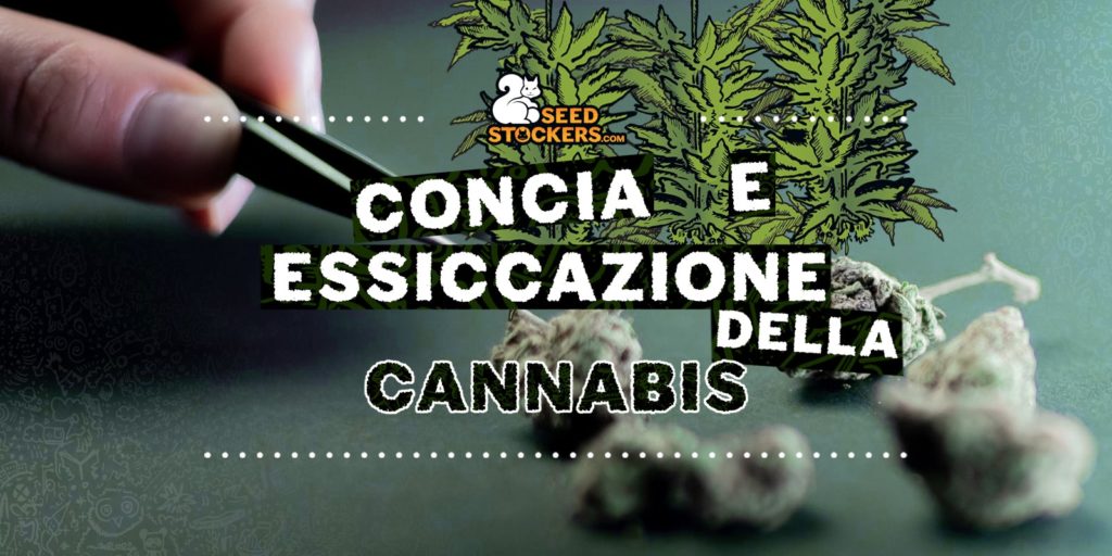 essiccazione cannabis