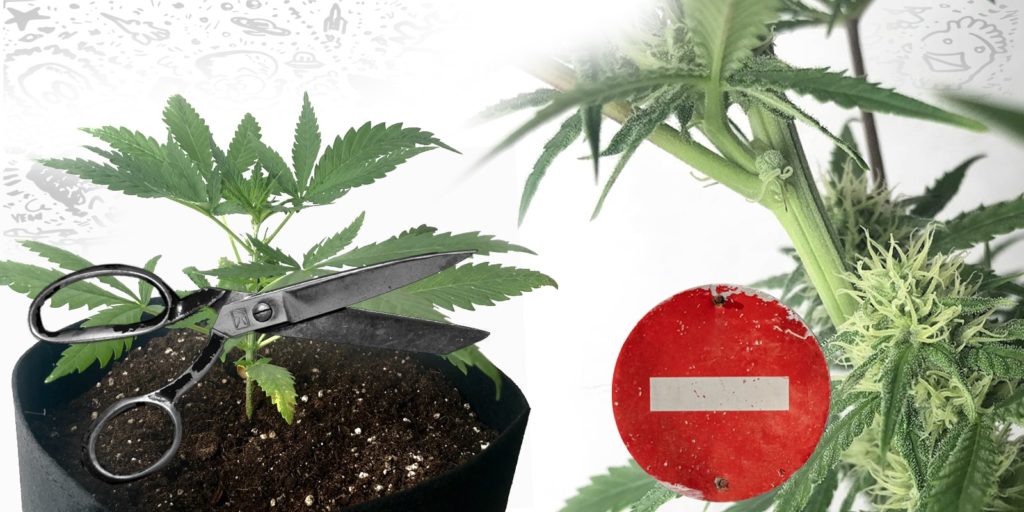 Come fare una talea da una pianta di cannabis