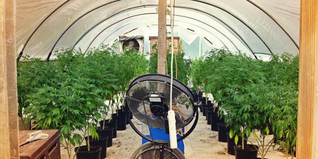 Come fare una talea da una pianta di cannabis