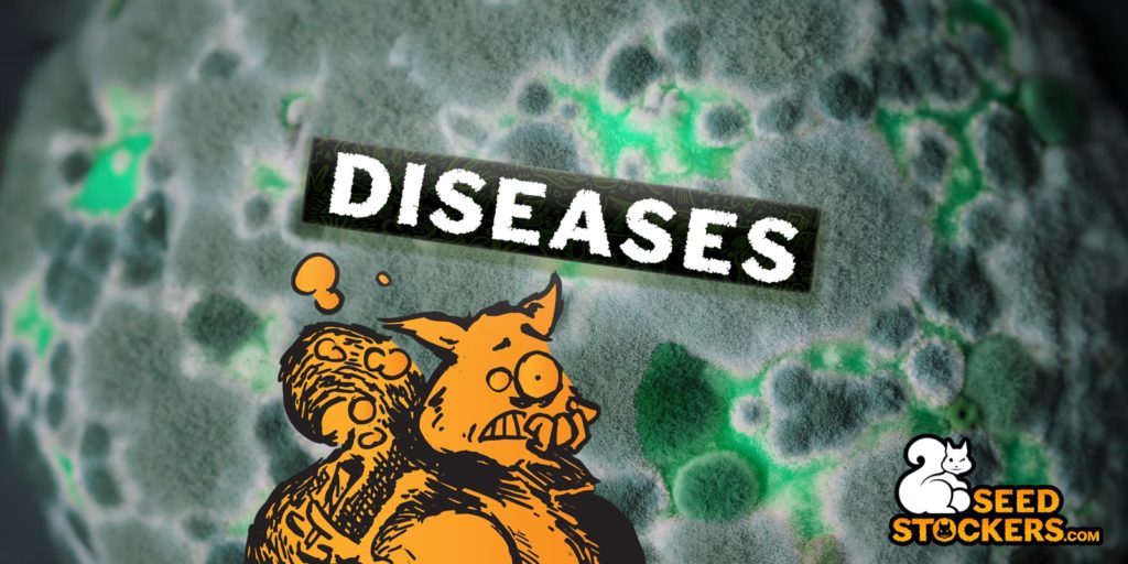 Malattie delle piante di cannabis