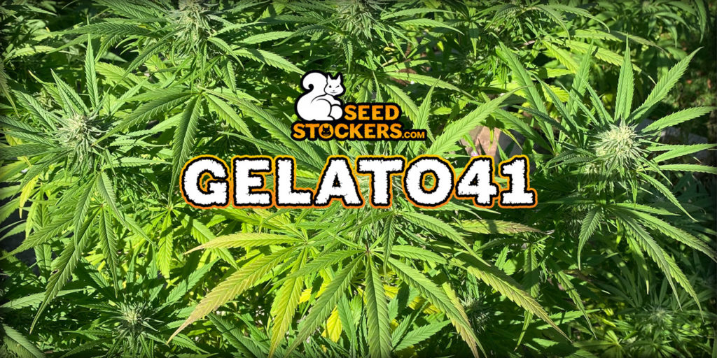varietà gelato 41
