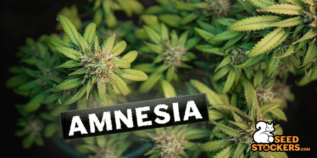 Amnesia Haze
