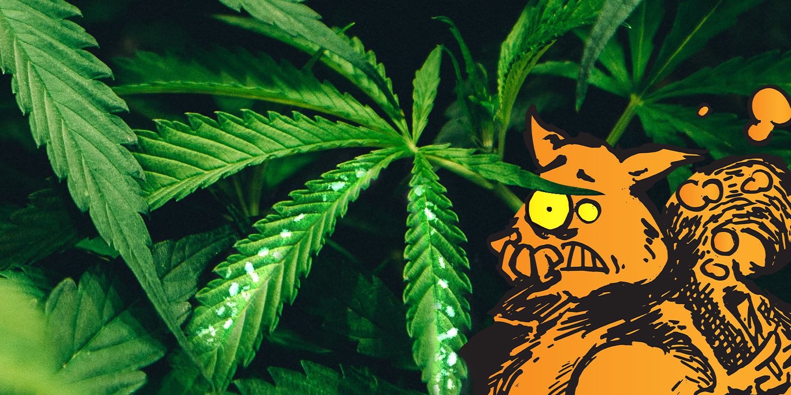 Parassiti della marijuana
