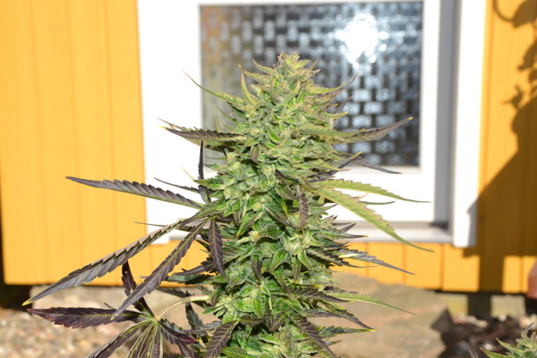 Seedstockers OG Candy Dawg Kush Autoflower THC rich grow review