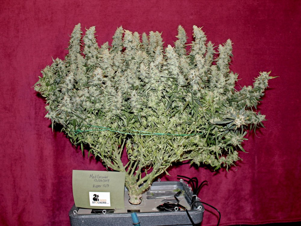 This weeks customer grow review comes from iGrow, the original grow diary i...