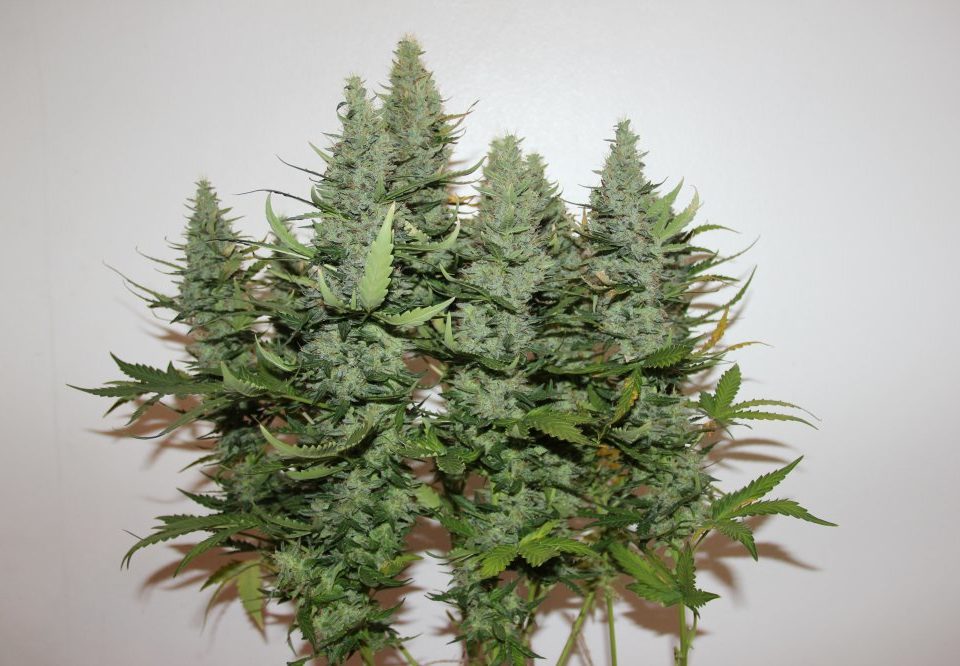 AK420-cannabis-weedstockers
