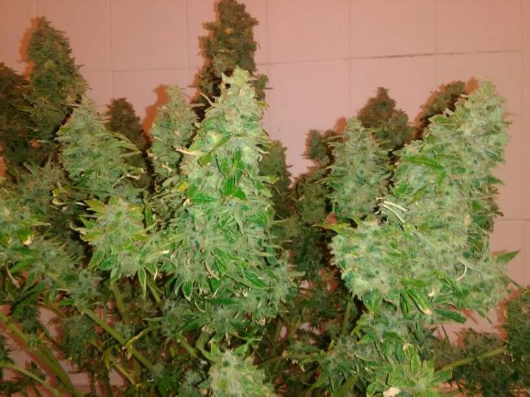 Big Bud Autoflower THC rich weed, easy to grow Weedstockers